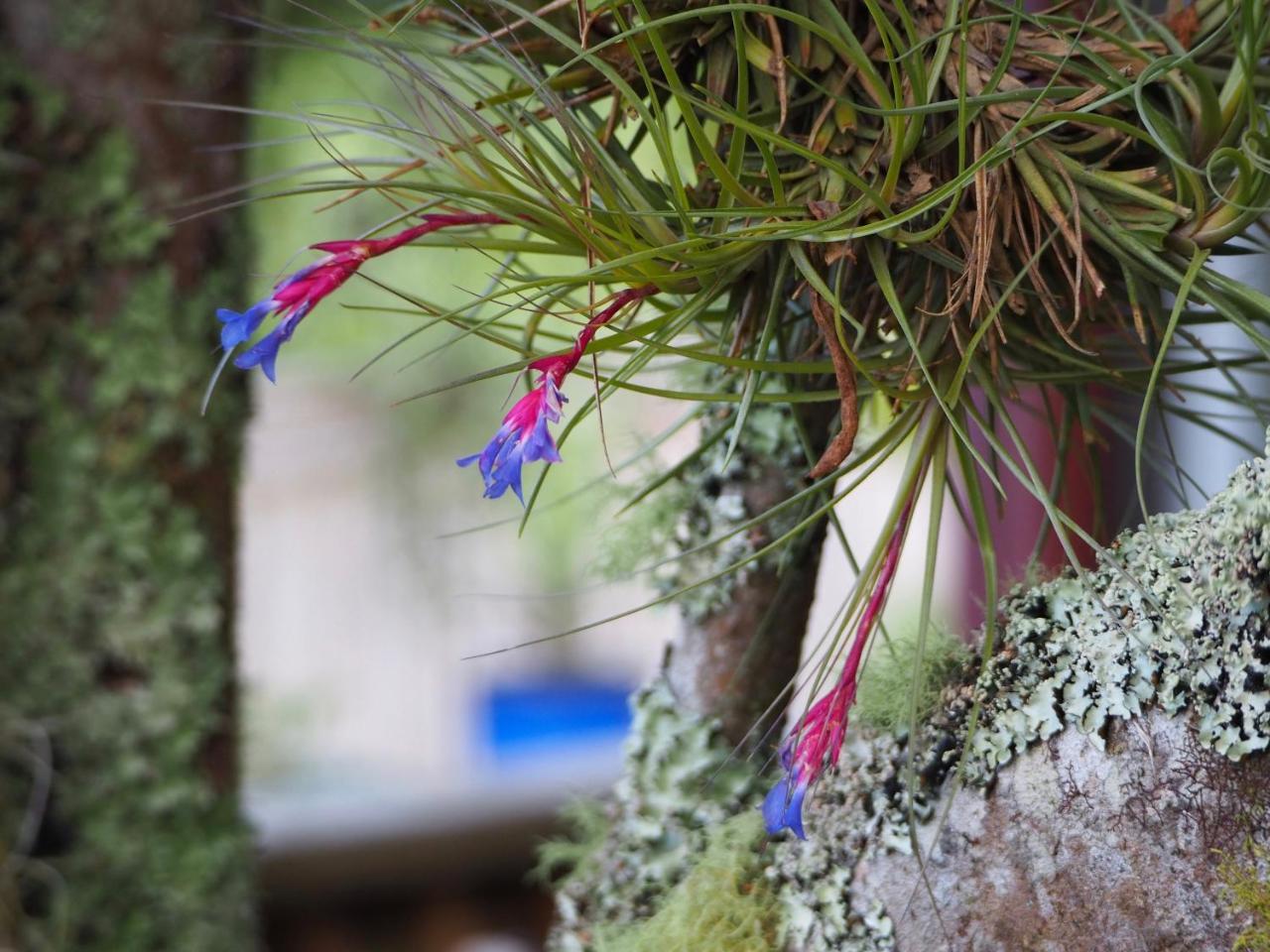 Tastebuds Bed N Breakfast Auckland Bagian luar foto