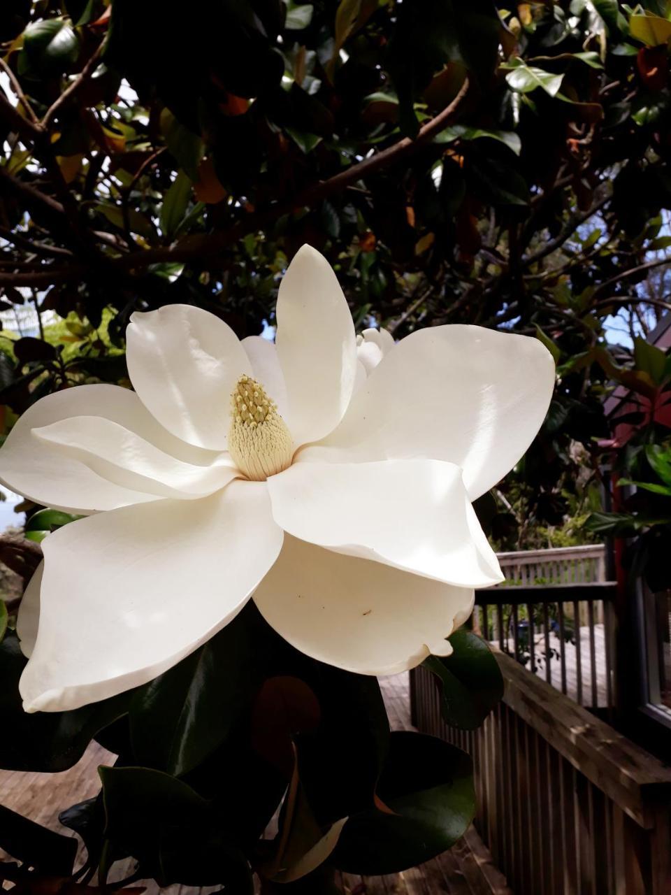 Tastebuds Bed N Breakfast Auckland Bagian luar foto